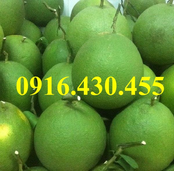 Cây giống bưởi da xanh